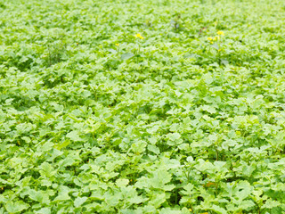 Fototapeta na wymiar Background from green leaves of mustard crop