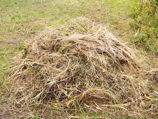 A small stack of autumn grass on a field background
