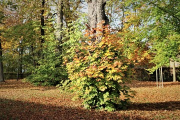 Naklejka premium Herbstwald