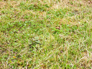 Autumn background of green and yellow grass and leaves