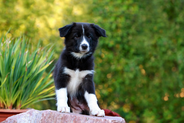 Dog breed Border Collie