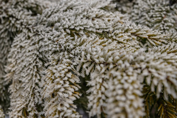 Snow structure in the winter