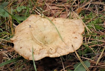 Herbstwald