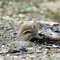 The American gray squirrel paw anxiously pressed to his chest