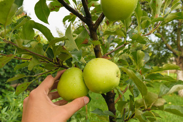 man hand picking up organic green apples with water drops