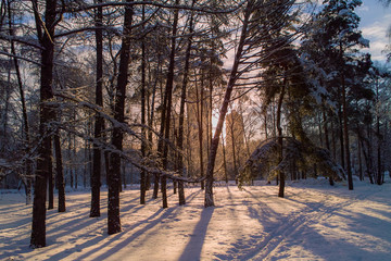 winter forest landscape with snow, sun, trees and blue sky