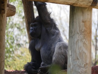 A bored gorilla rests in between big logs