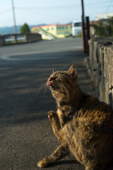 Fototapeta premium 毛繕いする猫 brown tabby