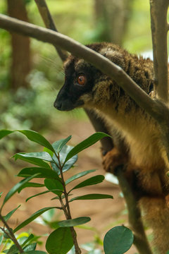 Adorable collared brown lemur (Eulemur collaris)