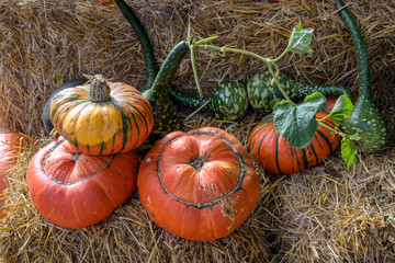 various pumpkins on straw bales, decorative and delicious, autumn harvest concept for thanksgiving...