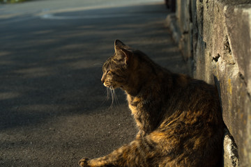 佇む猫の後ろ姿　brown tabby　　