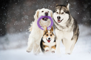 active dogs in winter, Golden Retriever and Alaskan Malamute and Welsh Corgi breeds