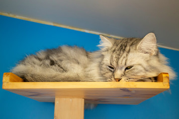 Domestic cat chilled in coffee shop