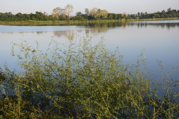 reflection of trees in water