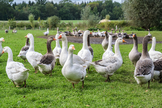 geese on the free-range pasture of an organic farm, animal concept for species-appropriate keeping