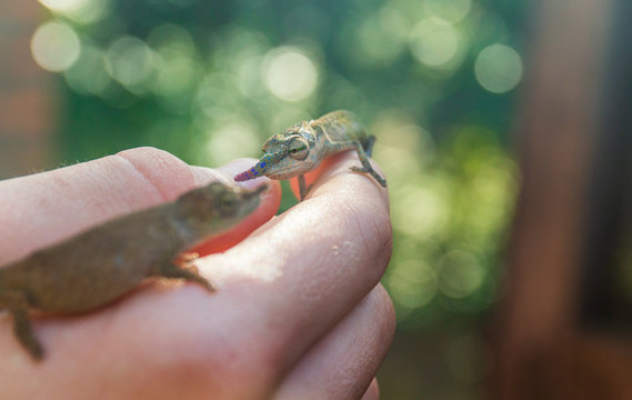 A Nose-horned Chameleon couple in Madagascar