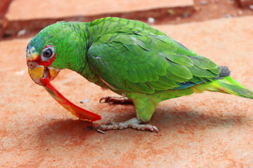 Exotic lovely parrot eating plastic is harmful in close up with macow
