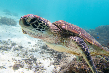 透明な海を泳ぐウミガメ