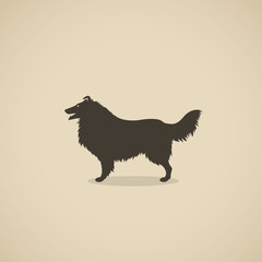Rough Collie dog - vector illustration