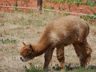 A brown alpaca feeds on gree grass outdoors