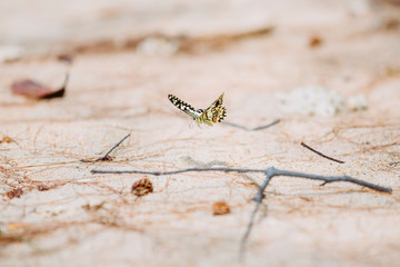 Schmetterling am Strand