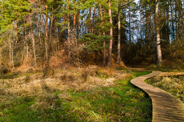 forest landscape with trees and road