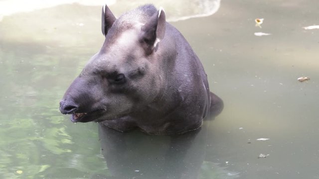 Little Tapir is Chilling out in the Pond Close up 