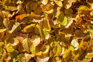 Colorful autumn leaves background. fall.