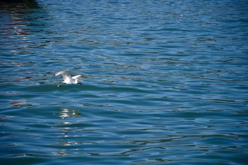 Fototapeta premium swimming in water