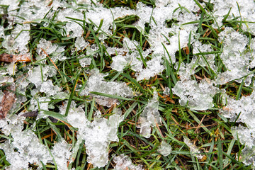 Melting snow on green grass. Autumn, winter or spring background