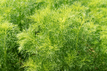 Asparagus racemosus or Shatawari,herb plant