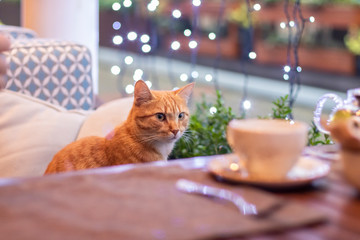 red cat in the cafe. Cute fluffy cat indoors, in the interior with lights