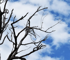 dead tree on blue sky