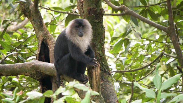 The lion-tailed macaque (Macaca silenus), or the wanderoo.