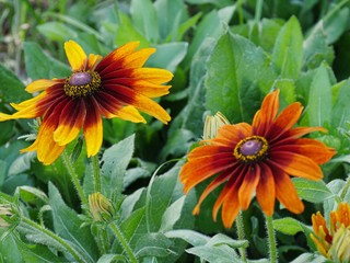 Medium close up of two yellow and red black-eyed Susan flowers in a garden