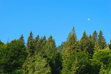Fototapeta premium pine tree tops with clear blue sky and moon background