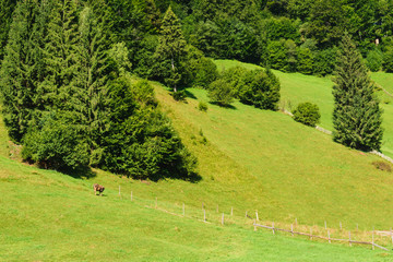 green hills, green forest and single cow grazing