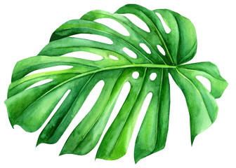 watercolor green leaf monstera on isolated white background, tropical plant, hand drawing