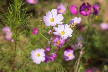 Obraz premium Oink cosmos flower in the field. cosmos background.