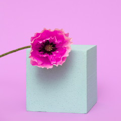 Poppy flower in geometry Minimal design art