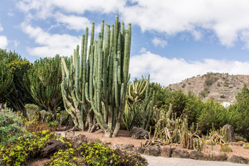 Säulenkaktus im Botanischen Garten von Gran Canaria