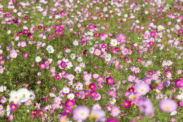 Obraz na płótnie Canvas Oink cosmos flower in the field. cosmos background.