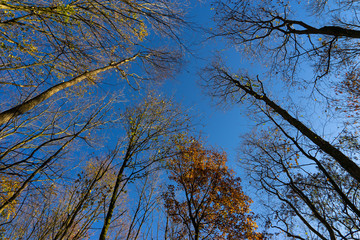 Baumkronen im Herbst