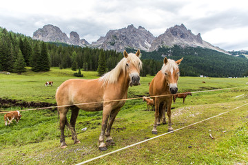 Dolomites, Italy - July, 2019: Horses in the farm, Misurina, Cortina D'Ampezzo, South Tyrol, Dolomites, Italy.