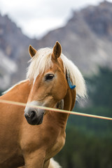 Obraz premium Dolomites, Italy - July, 2019: Horses in the farm, Misurina, Cortina D'Ampezzo, South Tyrol, Dolomites, Italy.