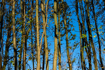 Baumstämme im herbst