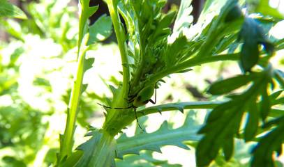 Fototapeta na wymiar Bug green merged with the plant and it is almost invisible. Masking insects in nature. The beetle on the stem of the plant merged with the environment.