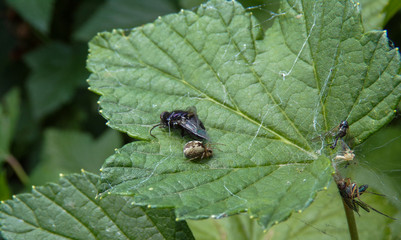 The spider eats its prey, which is entangled in the web. The flies were entangled in the spider's web. The lives of the inhabitants of the fauna in macro photography.