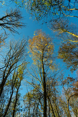 Baumwipfel hochkant im Herbst