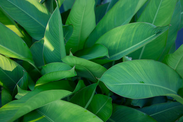 Fototapeta na wymiar Fresh green leaves background, hedge green plant, natural texture.